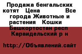 Продажа бенгальских котят › Цена ­ 20 000 - Все города Животные и растения » Кошки   . Башкортостан респ.,Караидельский р-н